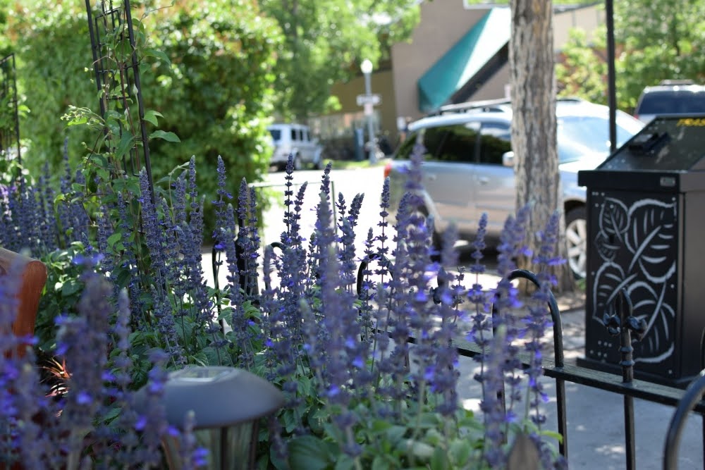 A vibrant flower garden next to a street in Aspen, Colorado.