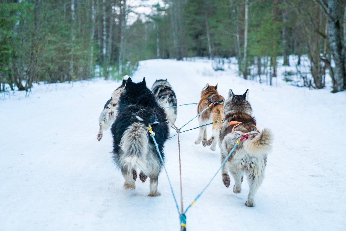 Dog sled ride through the forest.